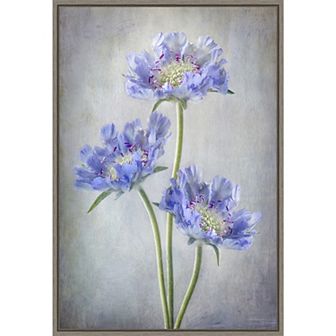 Amanti Art Scabiosa Purple Flower Framed Canvas Print