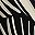 Black Zebra Mid