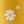 Gold Daisy