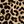 Tan Wild Cheetah