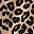 Tan Wild Cheetah