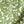 Green Maisy Mod