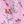 Pink Balboa Floral