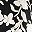 Black Rachelle Floral