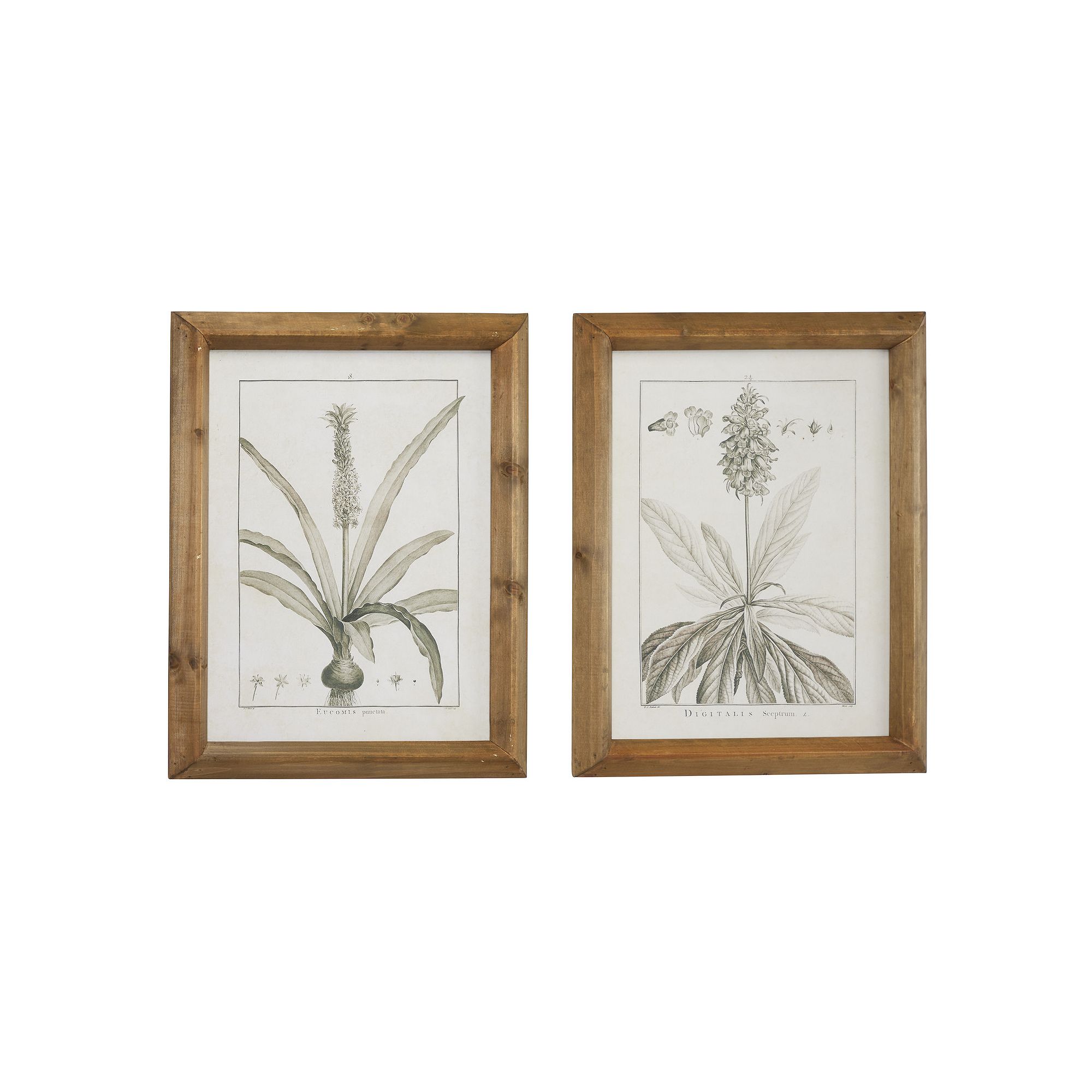 Stella & Eve Framed Botanical Wall Art 2-Piece Set, Light Brown