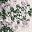 Sage