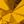 Gold Tone November