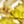 Gold Tone November