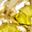 Gold Tone November