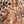 Cheetah Blush