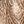 Snake Ivory