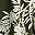 Olive Leafy Flow