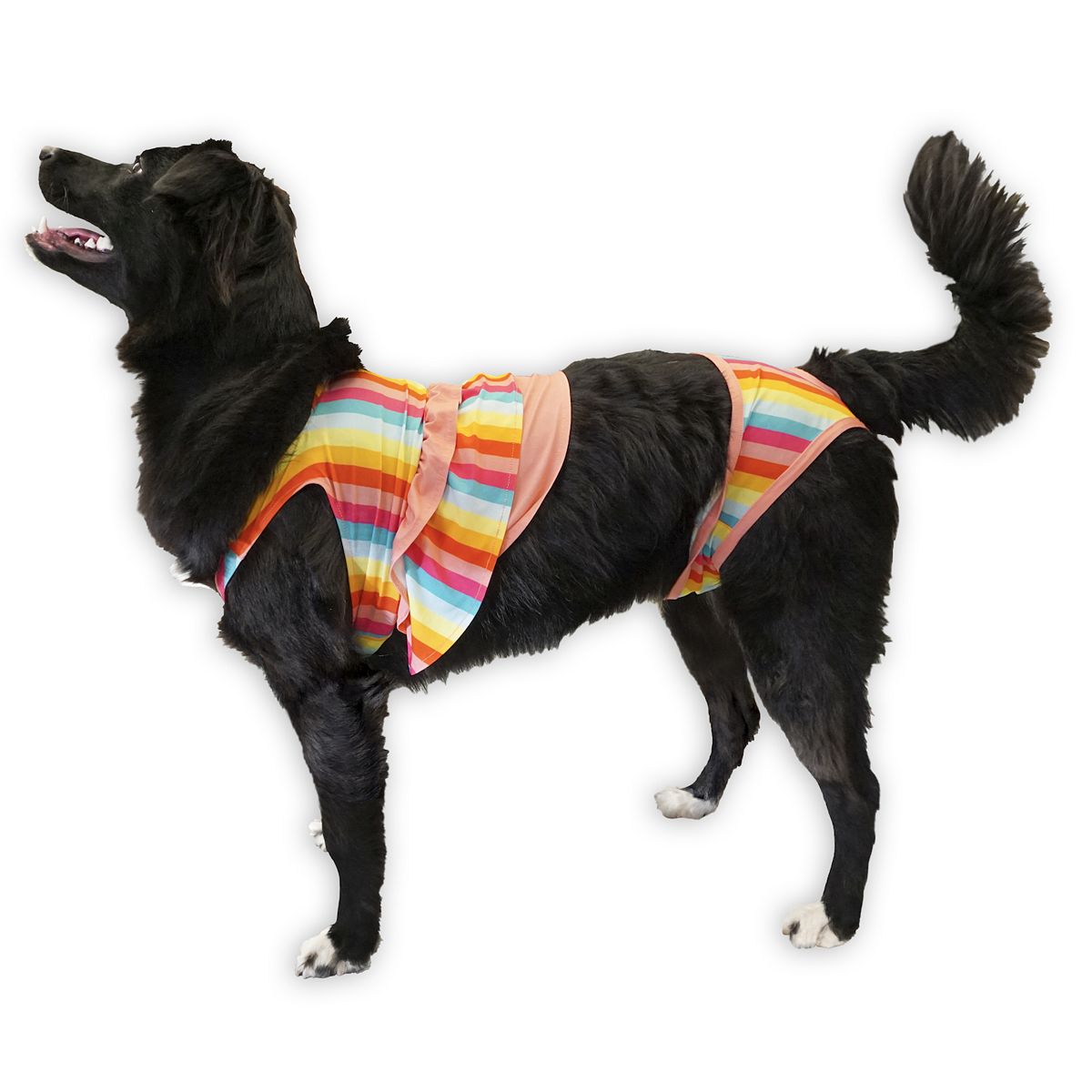 10 Stylish Dog Swimsuits and Trunks for Summer Days Vetstreet