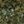 Green Camo Land