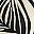 Black Zebra Mid