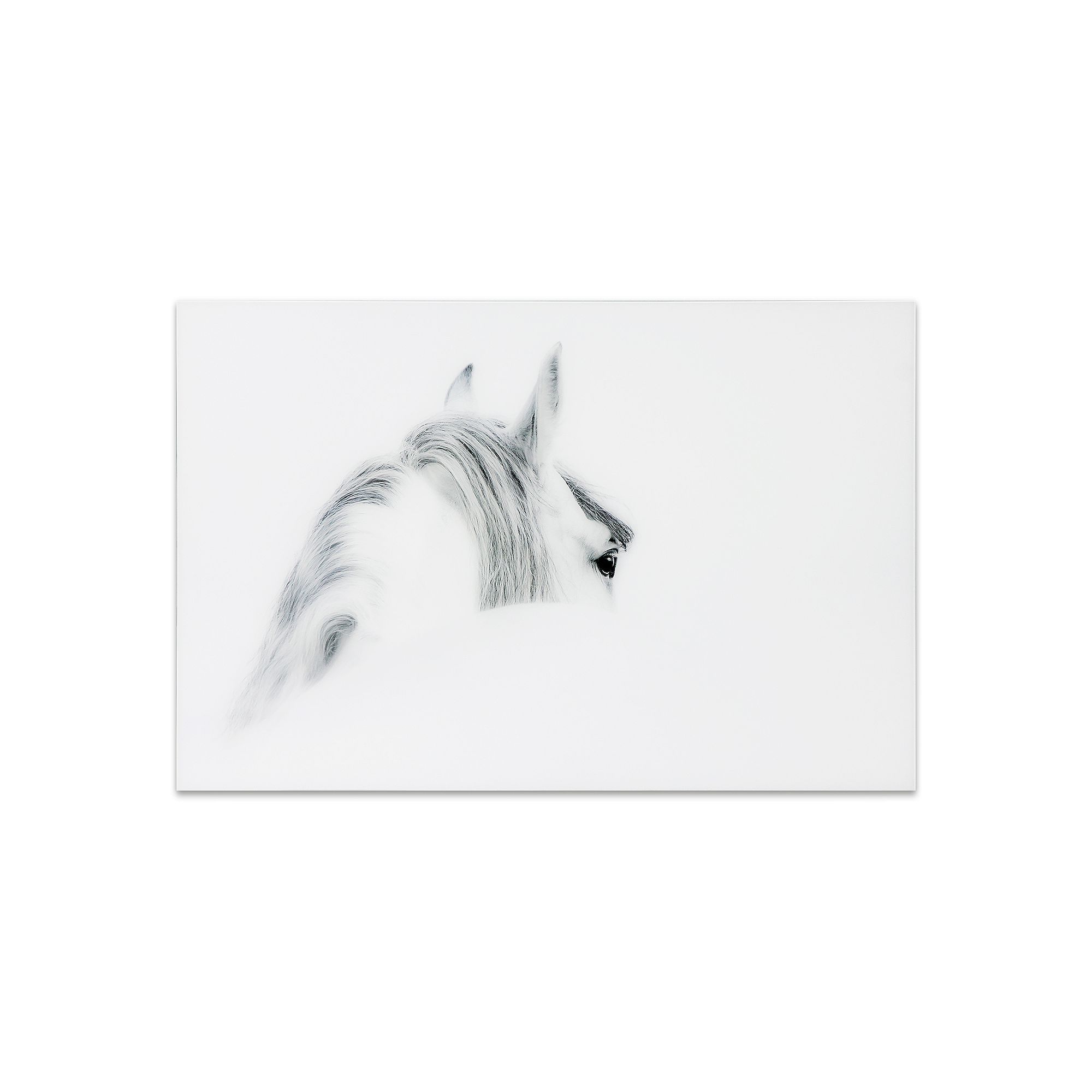 Blanco Mare Horse Frameless Free Floating Tempered Glass Panel Graphic Wall