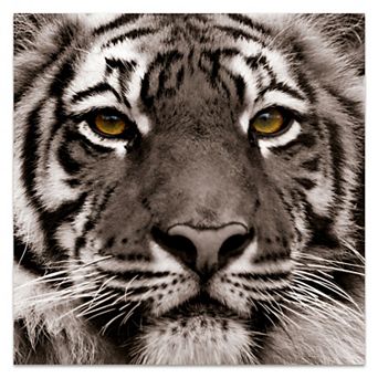 Empire Art Direct Eye of the Tiger Glass Wall Art