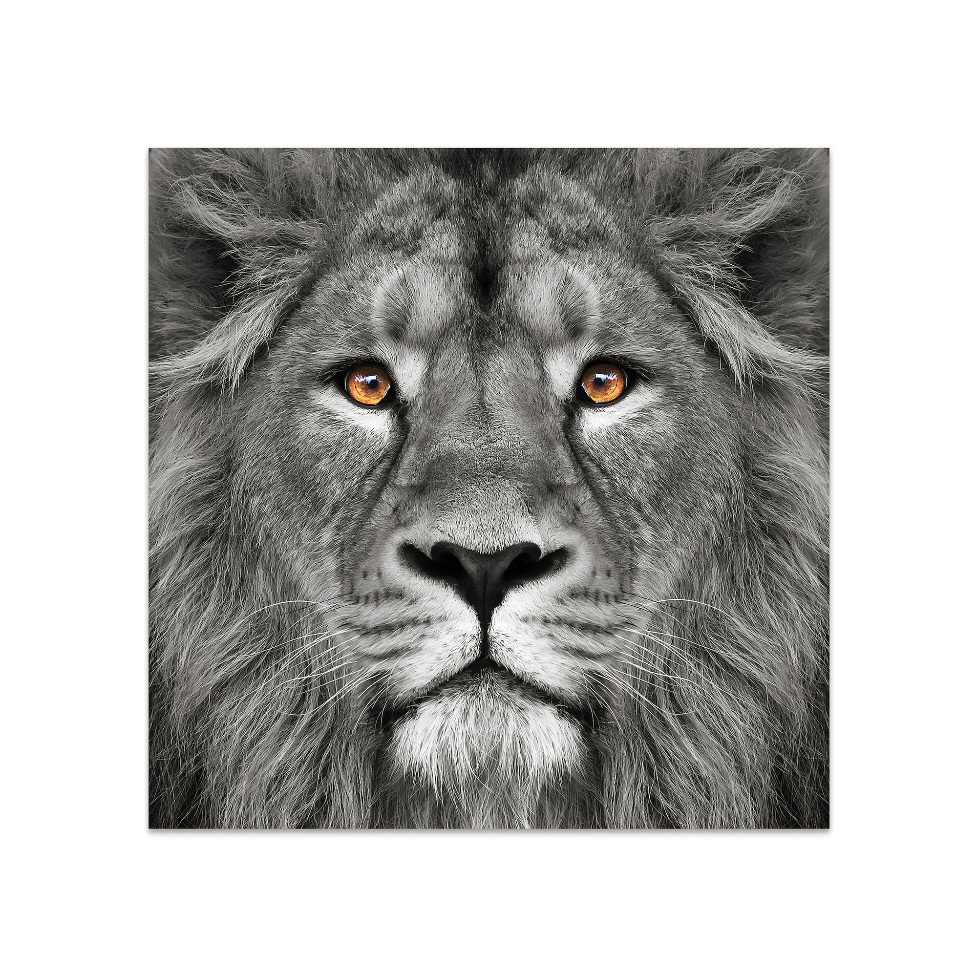 Lion Frameless Free Floating Tempered Glass Panel Graphic Wall Art, Gray