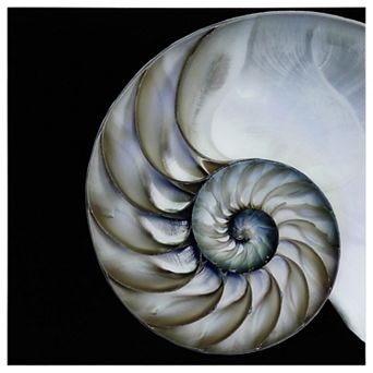 Empire Art Direct Pearly Nautilus Glass Wall Art