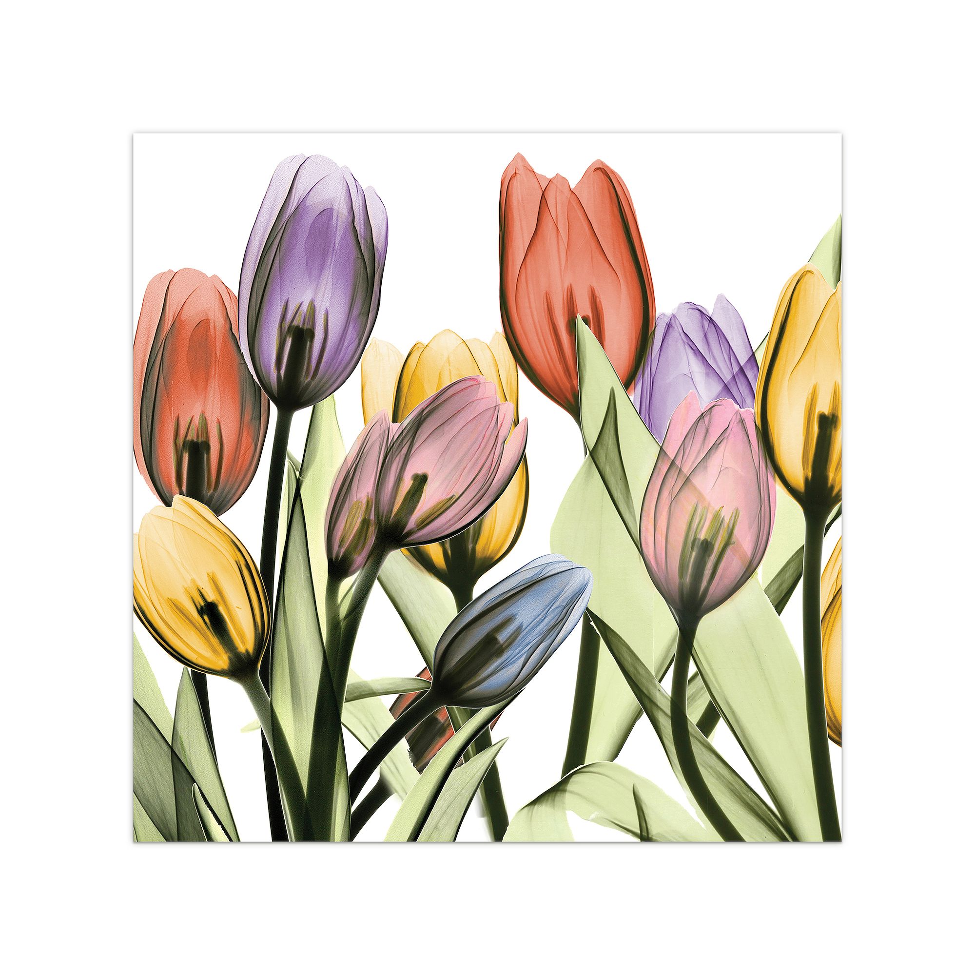 Empire Art Direct Tulip Scape X-Ray I Glass Wall Art, Multi
