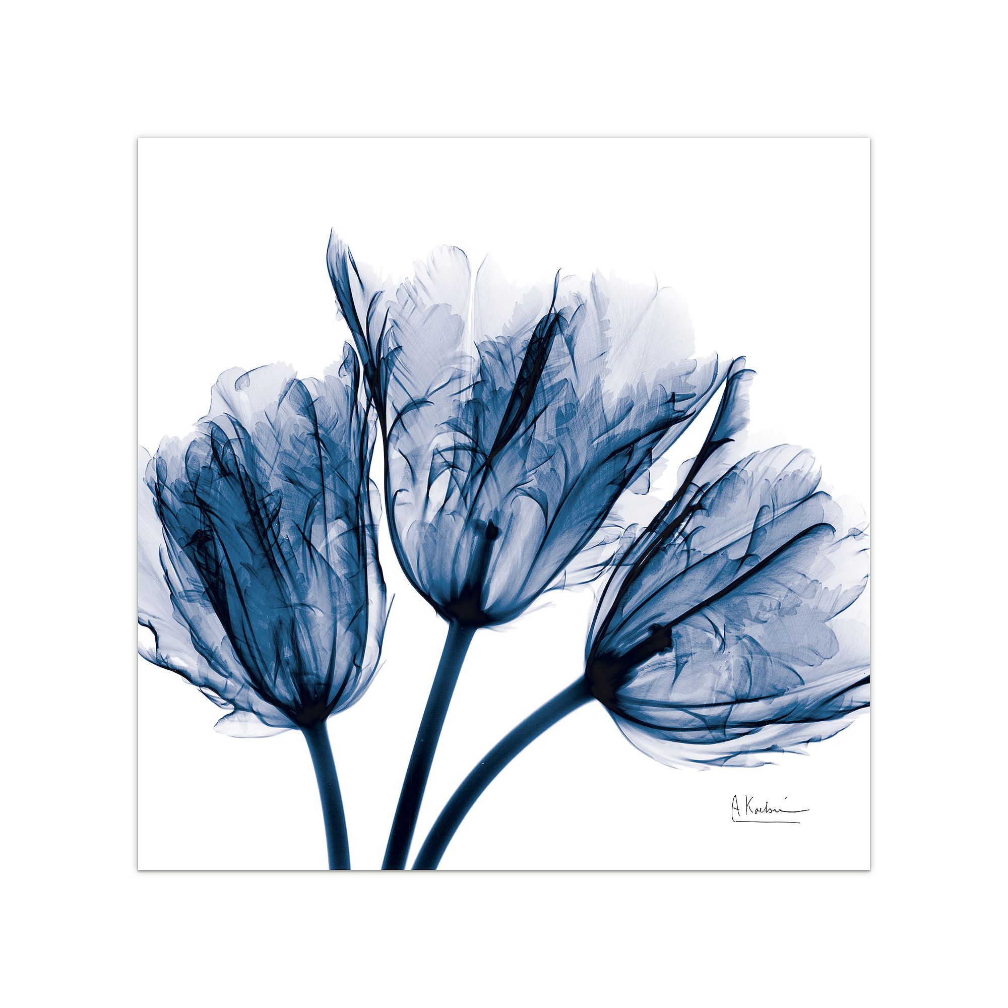 Empire Art Direct Blue Tulip X-Ray Glass Wall Art, Multi