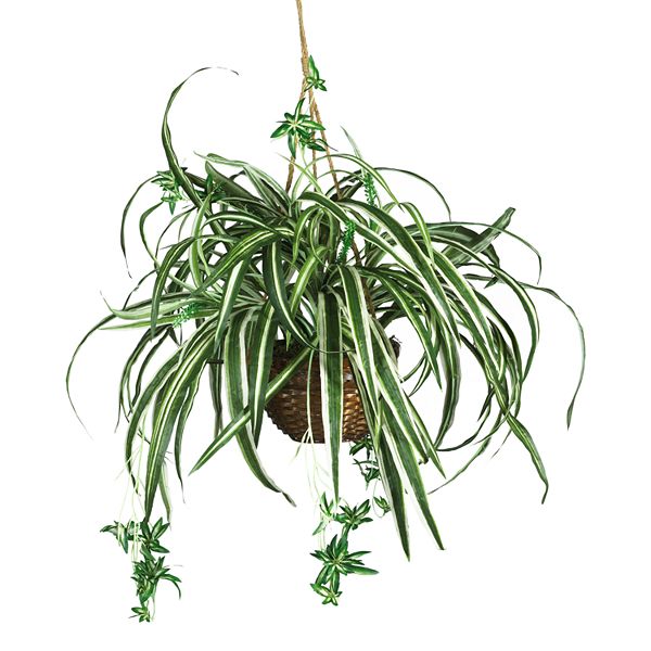 nearly natural Hanging Silk Spider Plant