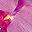 Orchid