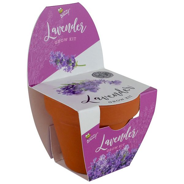 Lavender Classic (7cm) Terra Cotta Grow Kit