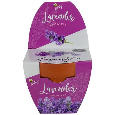 Buzzy Seeds Classic Terra Cotta Lavender Grow Kit