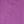 Wild Aster