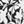 Black Havana Floral