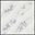 White Daisy