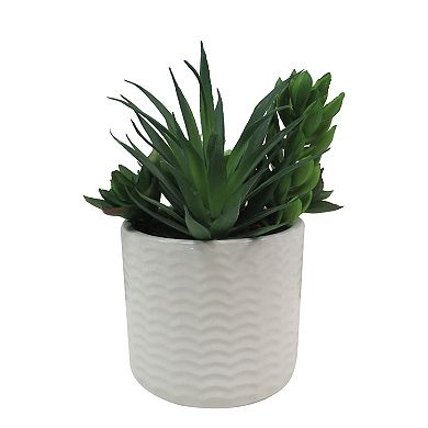 Sonoma Goods For Life® Succulents in Pot