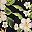 Hibiscus Floral Black