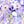 Fresh Air Lilac