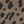Tan Cheetah Fabric