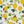 White Vibrant Lemons