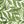 Green Layered Palm
