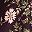 Maroon Placed Floral