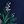 Navy Pine Branches