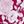 Cherry White
