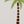 Palm Tree