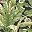 Black Green