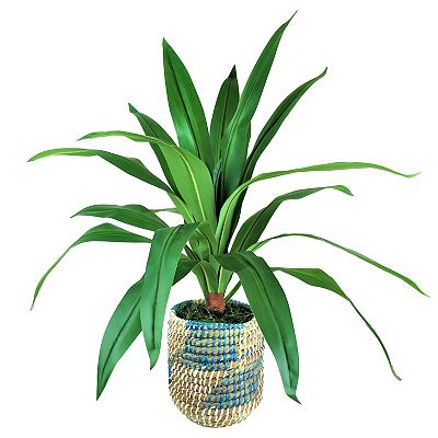 pothos hanging Hanging Pothos