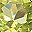 Peridot