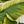 Palm Leaves White