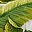 Palm Leaves White