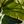 Palm Leaves White