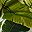 Palm Leaves White