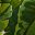 Palm Leaves White
